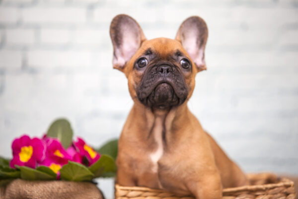 Breed Profile: French Bulldog