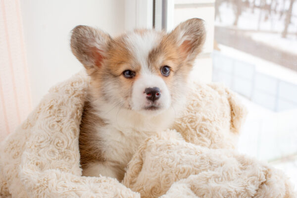 Benefits to Buying a Puppy From Petland