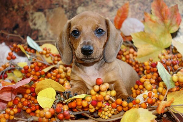 Dogs Deserve a Thanksgiving Meal Too! Simple (and Safe!) Thanksgiving Recipes Your Pet Will Love