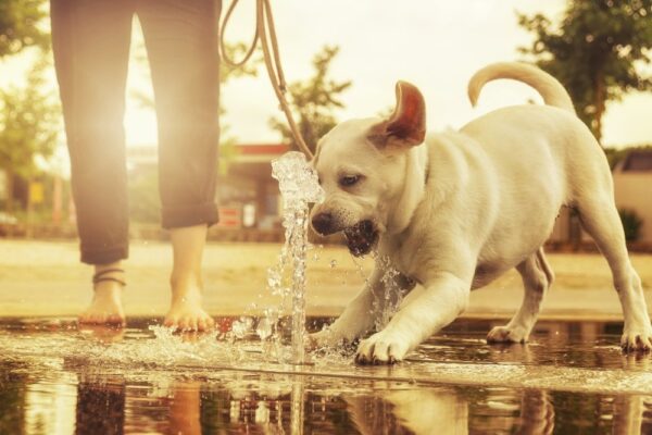 Interesting Dog-Friendly Activities