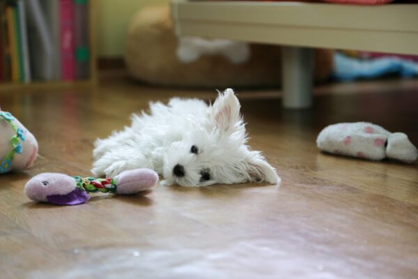 How To Tell If Your Dog Is Getting Too Much Exercise