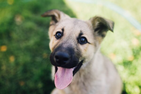 The Surprising Ways Our Pups Keep Us Happy and Grounded