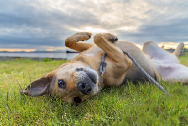 Tips for Beating Flea and Tick Season