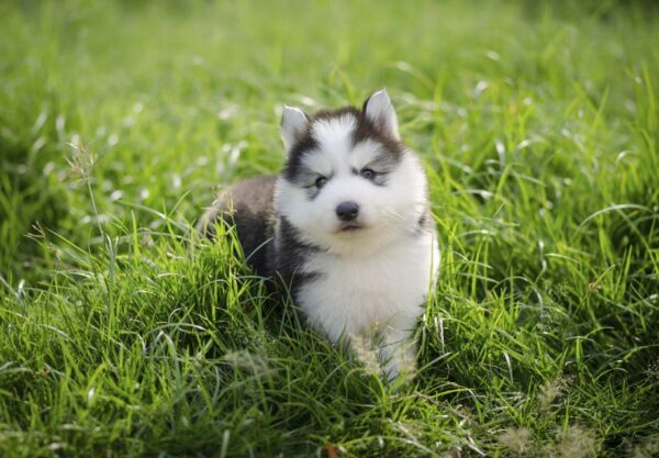 Petland Puppies: 3 Facts About Siberian Husky Dogs