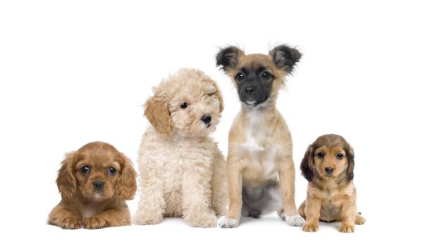 The 5 Benefits to Owning a Small Dog