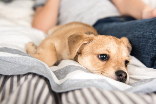 5 More Irresistible Reasons for Small Dog Ownership