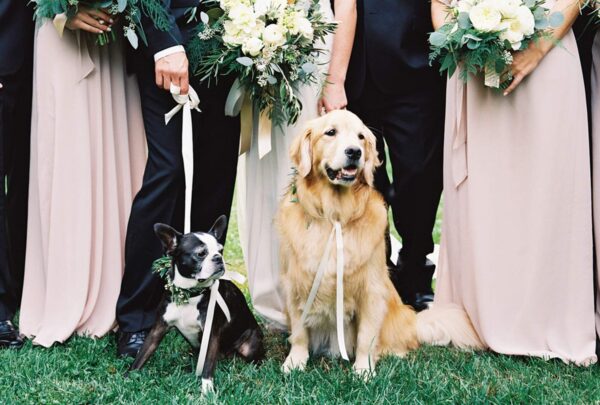 Tips on How to Blend Your Small Dog Breeds as Newlyweds