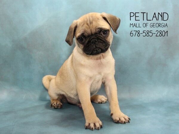 Did You Know Petland Has the Cutest Small Dog Breeds for Sale?