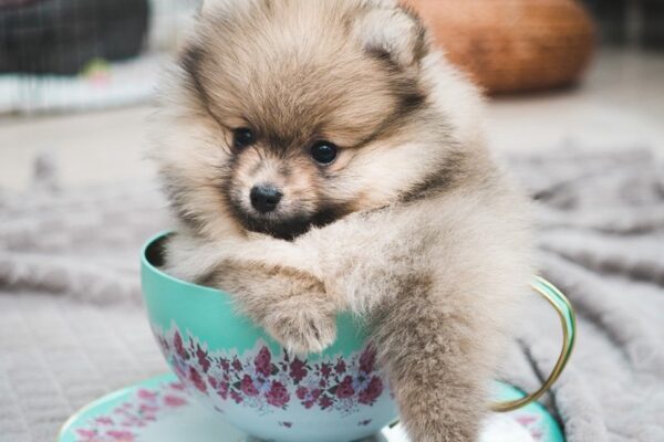 Petland Speaks: How to Take Care of Teacup Dog Breeds