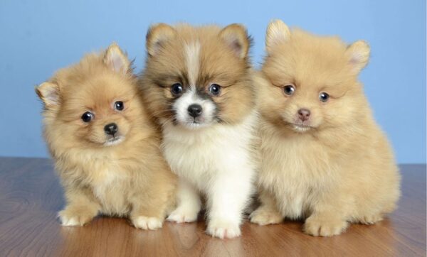 We’ve Got The Cutest Teacup Puppies