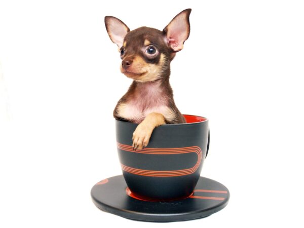 Looking for Teacup Puppies?