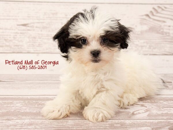 What Time is It? Petland Says it’s Time for a Teddy Bear Dog!