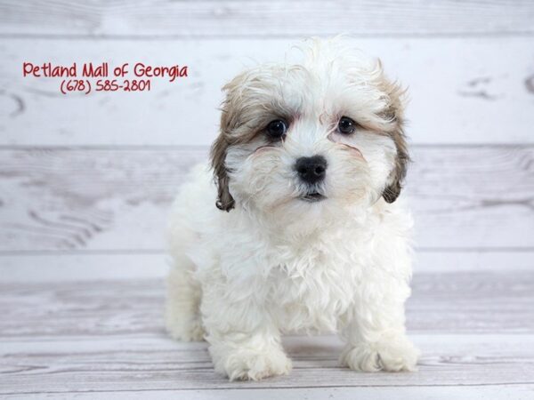 Huggable, Squeezable Teddy Bear Dogs