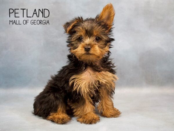 3 Pros to Adding a Teacup Yorkie for Sale to Your Home