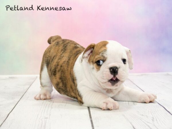 A Victorian Bulldog Fits the Bill When it Comes to a Perfect Family Dog!