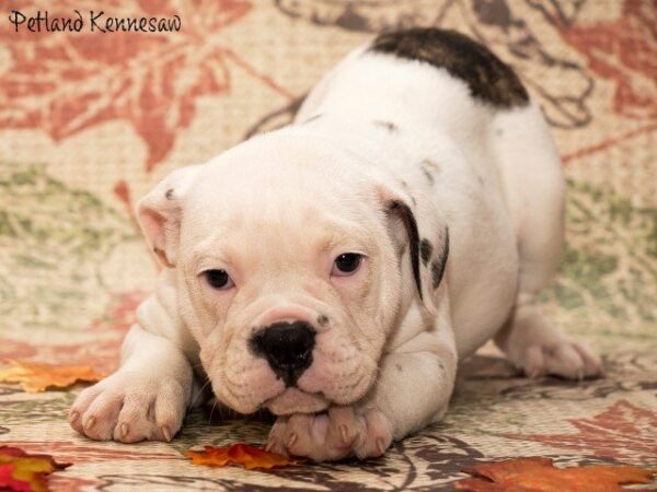 Petland Puppy Breed Education: Victorian Bulldog Basics!