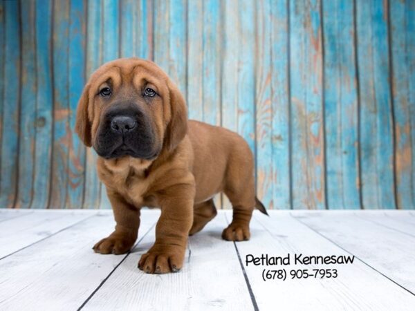 Informative Facts About Walrus Puppies