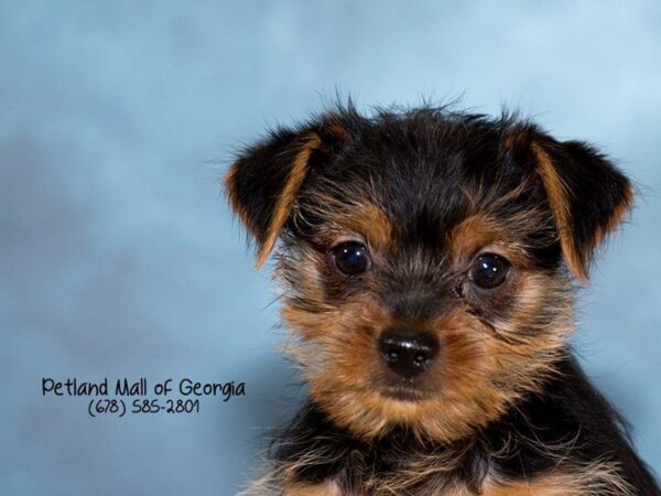 What You Should Know about Your Yorkie
