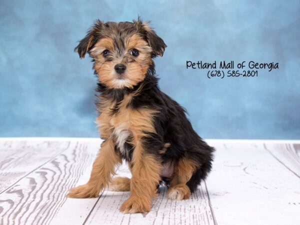 7 Fun Facts about Yorkshire Terrier puppies