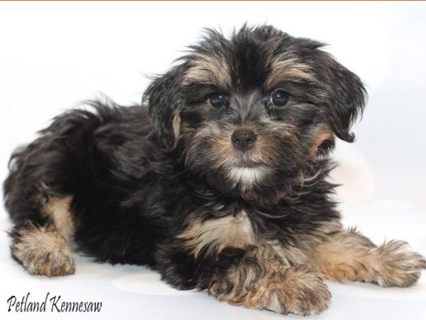Yorkie Poo Puppies for Sale: Is the Yorkie Poo the Right Dog Breed for You?