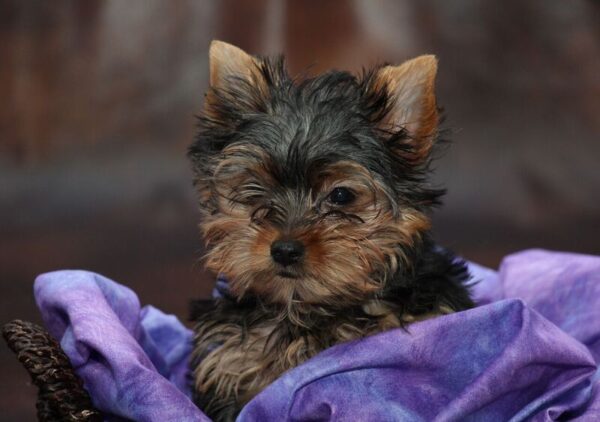 The Yorkshire Terrier – Interesting Facts About this Tiny Breed!