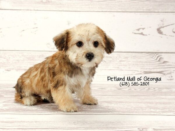 Yorkipoo Puppies Are a Dream Come True