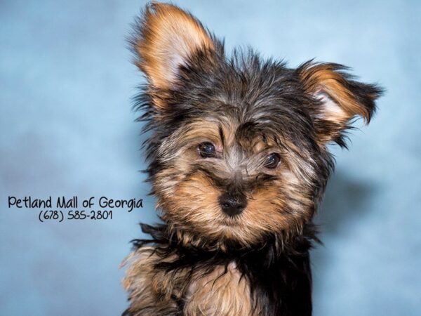 Petland Mall of Georgia: Your Perfect Yorkie Is Waiting For You!