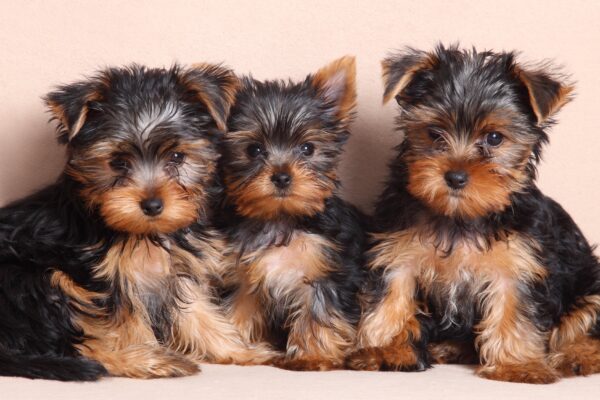 Find Your Yorkies at Petland Mall of Georgia!
