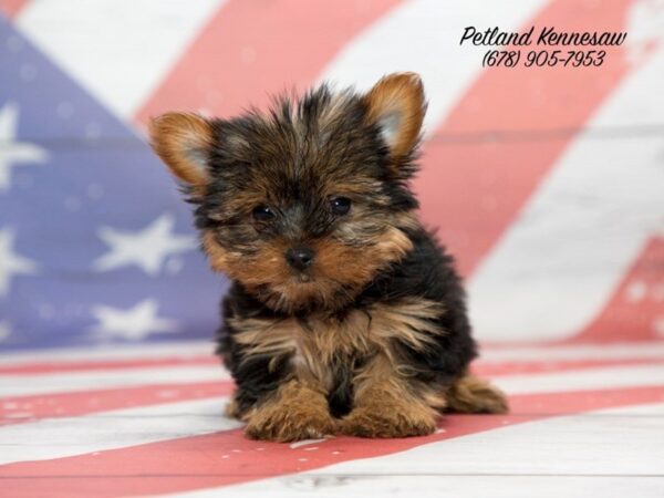 Have You Been Looking for the Perfect Yorkshire Terrier for Sale?