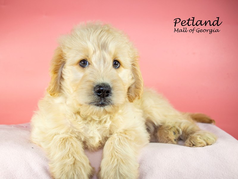 GoldendoodleDogFemaleGolden3725528Petland Mall of