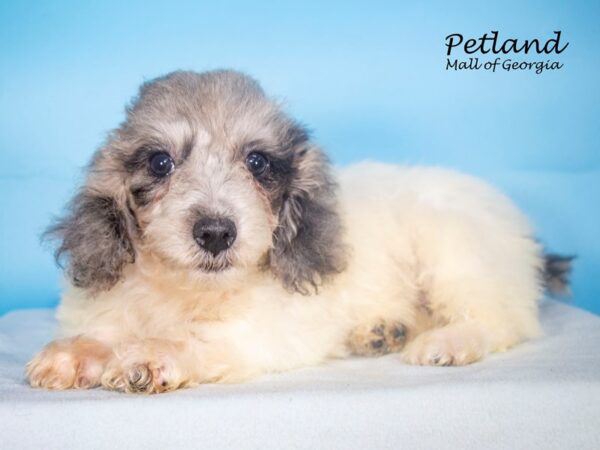 Doxiepoo-Dog-Male-mrl, wh-7805-Petland Mall of Georgia