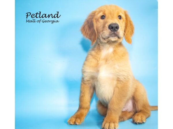 Golden Retriever Dog Male Golden 7819 Petland Mall of Georgia