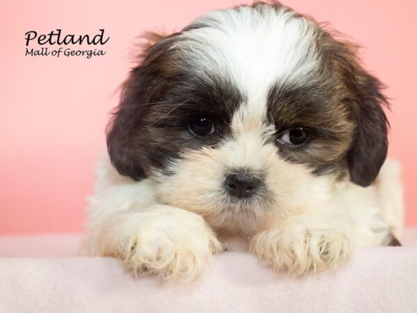 Shih Tzu Dog Female Brindle / White 7874 Petland Mall of Georgia