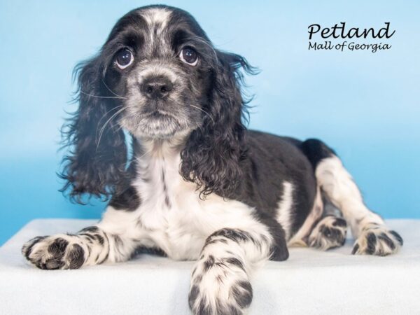 Cocker Spaniel Dog Male Black / White 7904 Petland Mall of Georgia