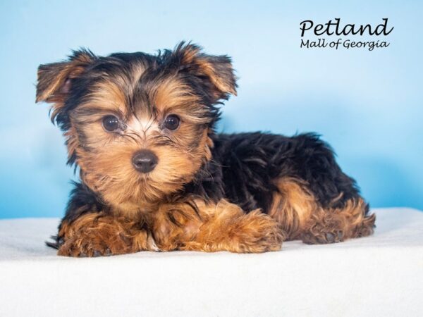 Yorkshire Terrier Dog Male Black / Tan 7902 Petland Mall of Georgia