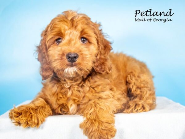 Cockapoo Dog Male Red 7892 Petland Mall of Georgia