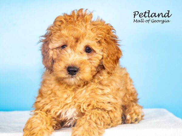 Miniature Goldendoodle 2nd Gen Dog Male Red 7894 Petland Mall of Georgia