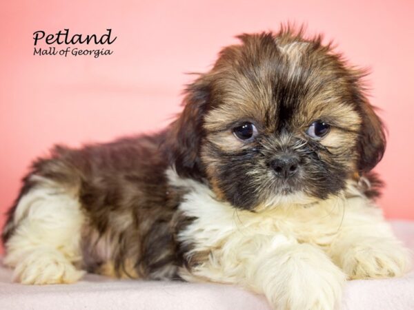 Shih Tzu Dog Female Brown / White 7920 Petland Mall of Georgia