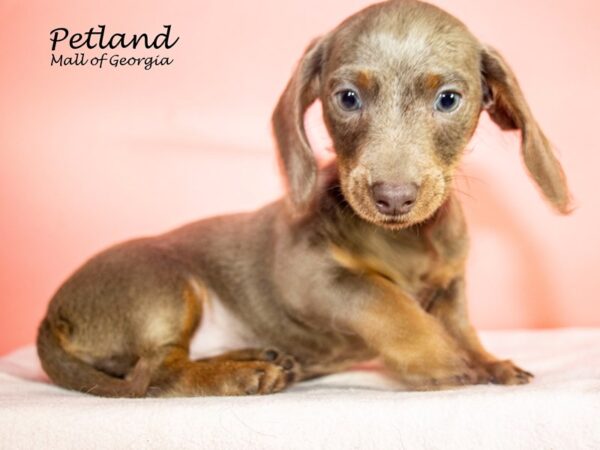 Dachshund Dog Female Gray 7896 Petland Mall of Georgia