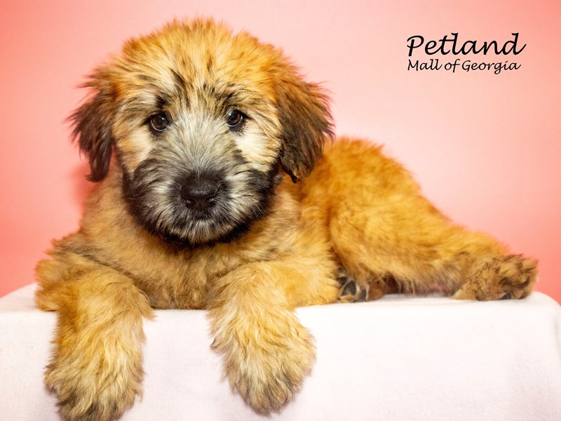 Soft Coated Wheaten TerrierDogFemaleWheaten3785879Petland Mall of