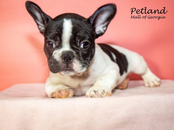 French Bulldog Dog Female Black 7900 Petland Mall of Georgia