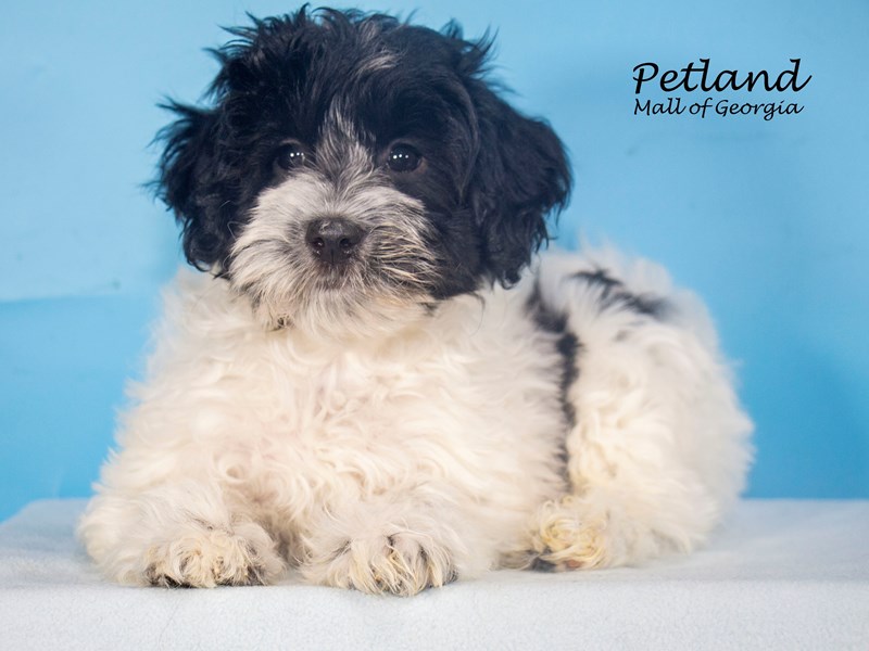 Coton De Tulear Small Animal Black / White ID7791 Located at Petland