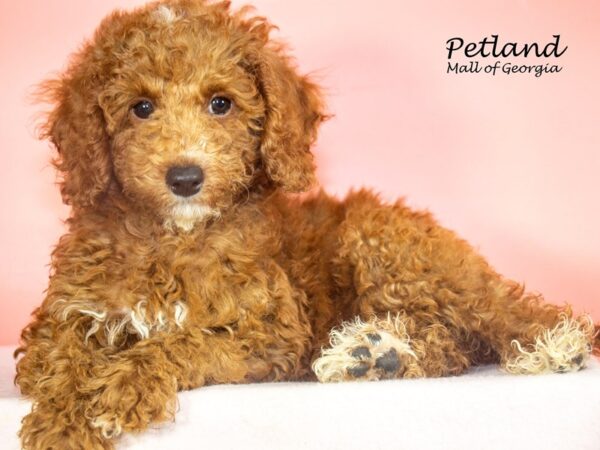 Miniature Poodle Dog Female Red 7930 Petland Mall of Georgia