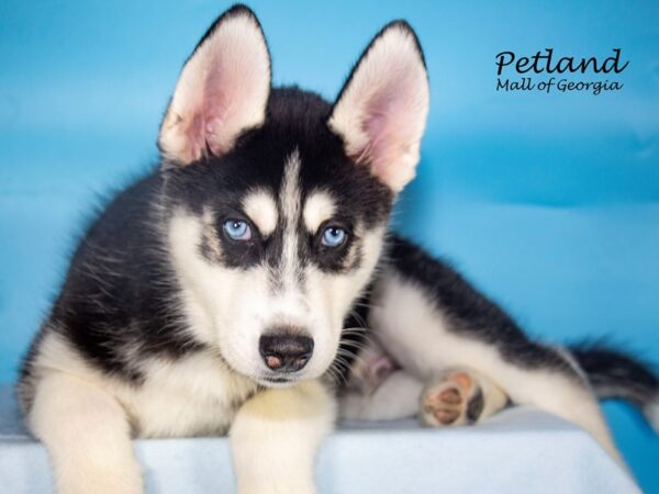 Siberian Husky Dog Male Black / White 7945 Petland Mall of Georgia