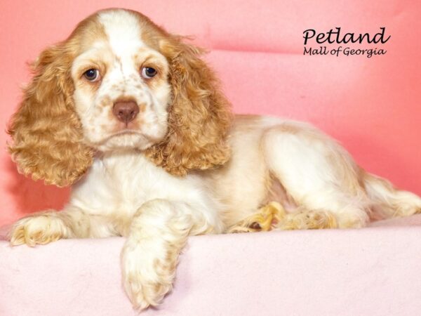 Cocker Spaniel Dog Female Buff / White 7958 Petland Mall of Georgia