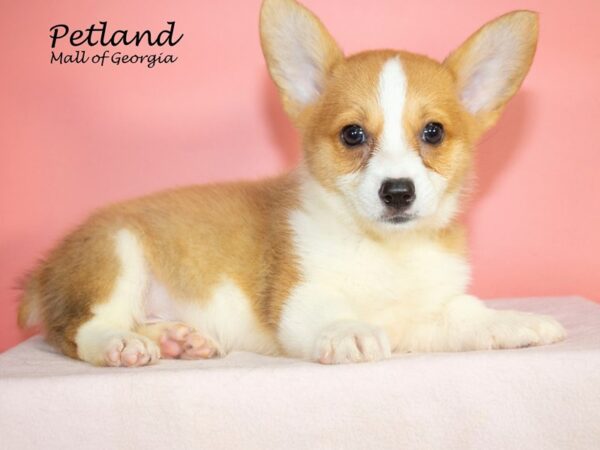 Pembroke Welsh Corgi Dog Female Red / White 7976 Petland Mall of Georgia