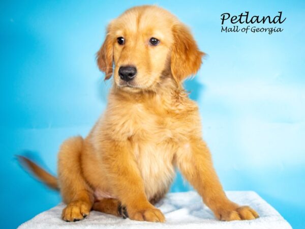 Golden Retriever Dog Male Dark Red 7986 Petland Mall of Georgia