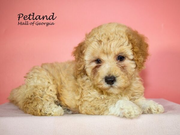 Bichonpoo Dog Female Cream 8006 Petland Mall of Georgia