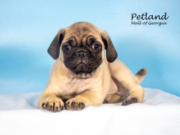 Pug-Dog-Male-Fawn-7935-Petland Mall of Georgia