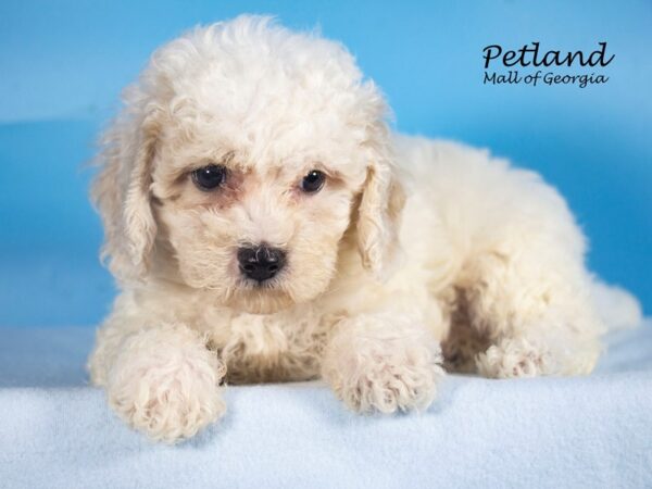 Bichonpoo Dog Male Tan / White 7922 Petland Mall of Georgia